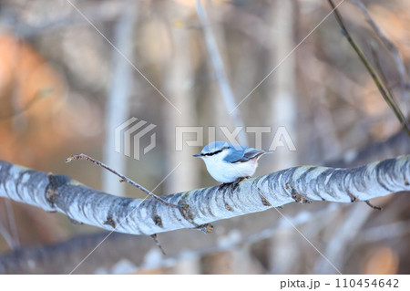 ゴジュウカラ ゴジュウカラ 110454642
