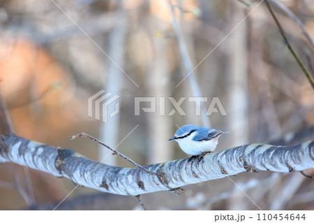 ゴジュウカラ 110454644