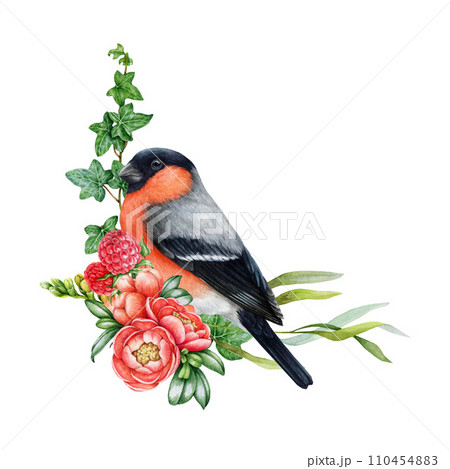 Garden flowers decor with bullfinch bird. Watercolor illustration. Hand painted backyard bird with garden flowers decoration element. Floral decor with bullfinch. Isolated on white background 110454883