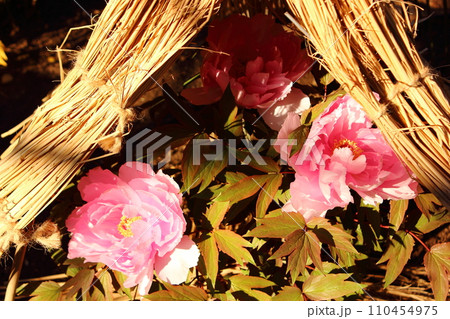 令和6年上野東照宮ぼたん苑に咲いたピンク色の冬牡丹（9） 110454975