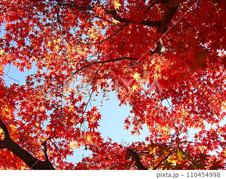 モミジの紅葉のイメージ 110454998