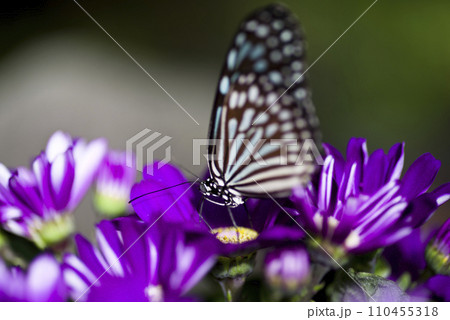 この蝶はリュウキュウアサギマダラ(琉球浅葱)です。学名:Ideopsis similisです。 この蝶はリュウキュウアサギマダラ(琉球浅葱)です。学名:Ideopsis similisです。 110455318