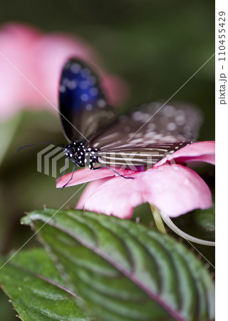 蝶がピンク色の花の蜜を吸っています。蝶の名前はツムラサキマダラです。 蝶がピンク色の花の蜜を吸っています。蝶の名前はツムラサキマダラです。 110455429