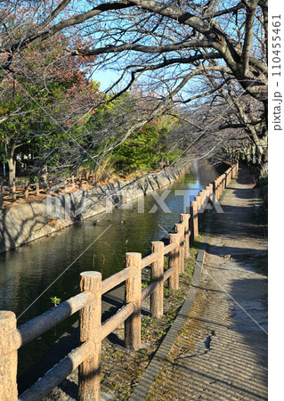 水辺の遊歩道　冬景色 　荒川運動公園通り沿い　さいたま市 110455461