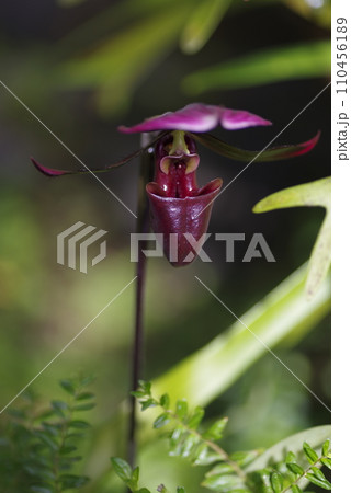紫色の洋蘭、パフィオペディルムが咲いています。学名：Paphiopedilum 110456189