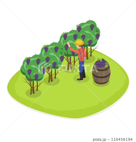 3D Isometric Flat Vector Illustration of Vineyard Harvesting. Item 2 110456194