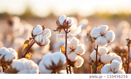 コットンフラワー、白い綿花が咲く風景 AI生成画像 コットンフラワー、白い綿花が咲く風景 AI生成画像 110456258