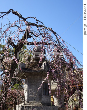 京都の梅の名所をめぐる　北野天満宮編 110456841