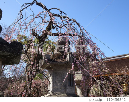京都の梅の名所をめぐる　北野天満宮編 110456842