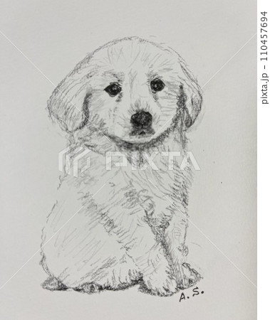 ラブラドールレトリバーの子犬 110457694