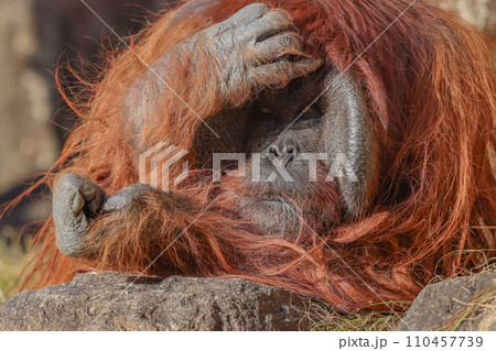 まいったなこりゃという顔のボルネオオランウータン 110457739