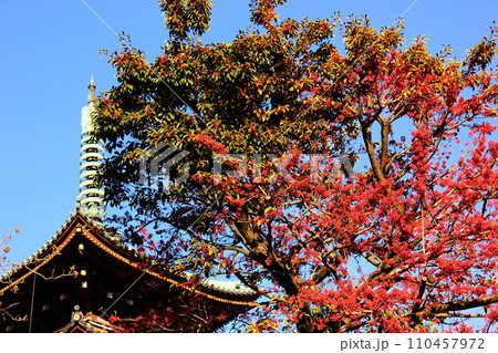 冬晴れの青空に映えるクロガネモチの赤い実と旧寛永寺五重塔（3） 110457972