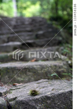 参道のイガグリ 110458186