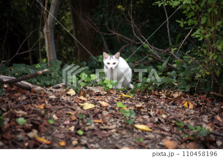森の中で出会った白猫 110458196