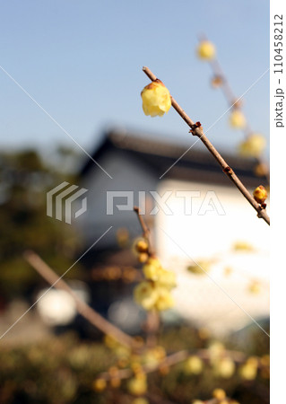 ロウバイの花と土蔵 110458212