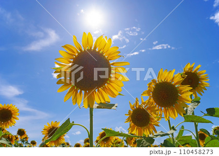 ひまわりと夏の太陽《夏イメージ素材》 ひまわりと夏の太陽《夏イメージ素材》 110458273