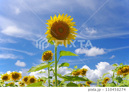 ヒマワリと夏の青空《夏イメージ素材》 110458274