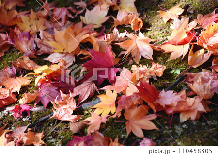 札幌10月秋の風景　平岡樹芸センターの落葉　赤･黄色･緑色とりどりの落葉の絨毯。 110458305