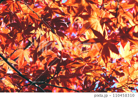 札幌10月秋の風景 平岡樹芸センター 夕陽を浴び金色に輝く紅葉の枝 札幌10月秋の風景 平岡樹芸センター 夕陽を浴び金色に輝く紅葉の枝 110458310