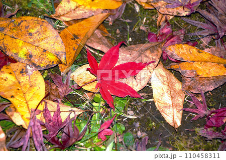 札幌10月秋の風景 平岡樹芸センターの落葉 赤・黄色・緑色とりどりの落葉の絨毯。 札幌10月秋の風景 平岡樹芸センターの落葉 赤・黄色・緑色とりどりの落葉の絨毯。 110458311