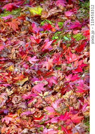 札幌10月秋の風景　平岡樹芸センターの落葉　赤･黄色･緑色とりどりの落葉の絨毯。 110458312