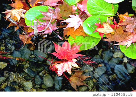 札幌10月秋の風景　札幌樹芸センターの落葉　水面に浮かぶ色とりどりのもみじ 110458319