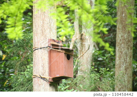 木に取り付けられた巣箱 木に取り付けられた巣箱 110458442