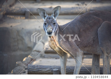 ムキムキのカンガルー ムキムキのカンガルー 110458644