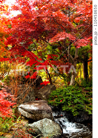 札幌10月秋の風景　平岡樹芸センター日本庭園の池に注ぐ水流　赤い紅葉･松の緑の対比 110458650