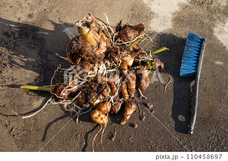 水洗いした里芋 水洗いした里芋 110458697