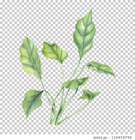 Aquarium plant, ocean grass. Algae, seaweed. Sea kelp. Green leaves. Underwater herbs. Watercolor illustration. For design shops, print, card or book or logo Aquarium plant, ocean grass. Algae, seaweed. Sea kelp. Green leaves. Underwater herbs. Watercolor illustration. For design shops, print, card or book or logo 110458749