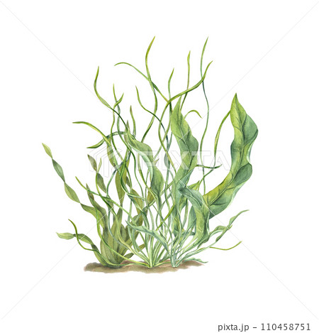 Aquarium green plants. Botanical composition with Sea grass, kelps. Algae, seaweeds. Underwater herbs. Watercolor illustration. For postcard design, print, card or book or logo 110458751