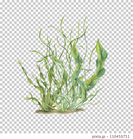 Aquarium green plants. Botanical composition with Sea grass, kelps. Algae, seaweeds. Underwater herbs. Watercolor illustration. For postcard design, print, card or book or logo 110458751