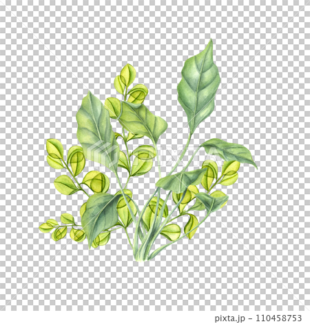 Aquarium green plants. Sea kelps. Algae, seaweeds. Yellow green leaves. Underwater herbs. Watercolor illustration. For print, card, book design or logo Aquarium green plants. Sea kelps. Algae, seaweeds. Yellow green leaves. Underwater herbs. Watercolor illustration. For print, card, book design or logo 110458753