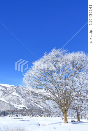 冬の白馬　厳寒の朝 110459141