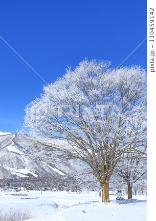 冬の白馬 厳寒の朝 冬の白馬 厳寒の朝 110459142