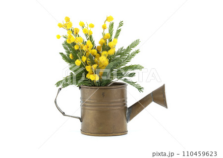Mimosa flowers in a brass watering can against a white Mimosa flowers in a brass watering can against a white 110459623