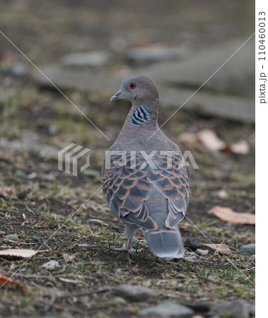 キジバト 110460013