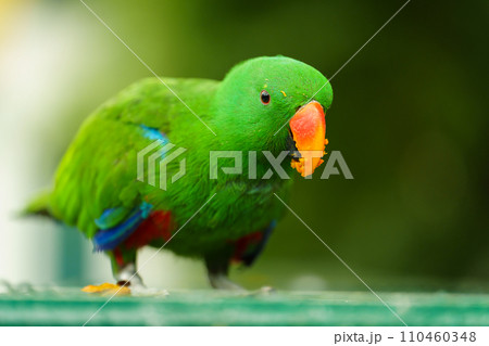 green eclectus parrot eating food 110460348
