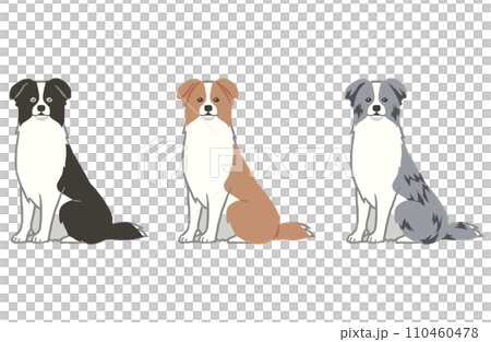 Border collie sitting illustration 3 color set Border collie sitting illustration 3 color set 110460478