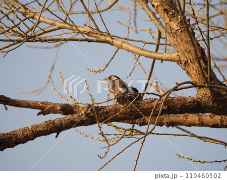 荒川河川敷の周辺に生息するムクドリ 110460502