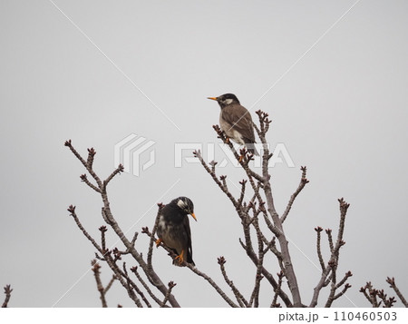 荒川河川敷の周辺に生息するムクドリ 荒川河川敷の周辺に生息するムクドリ 110460503