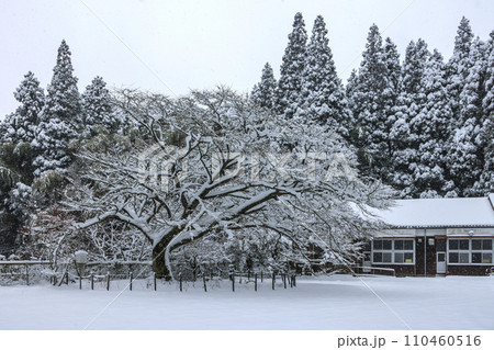 雪の久保山分校 雪の久保山分校 110460516