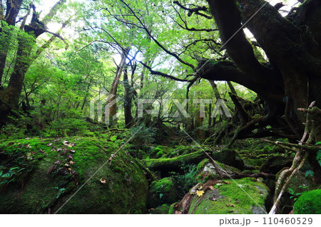 苔むす森 110460529