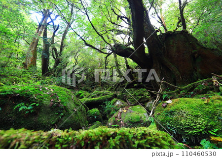 苔むす森 110460530