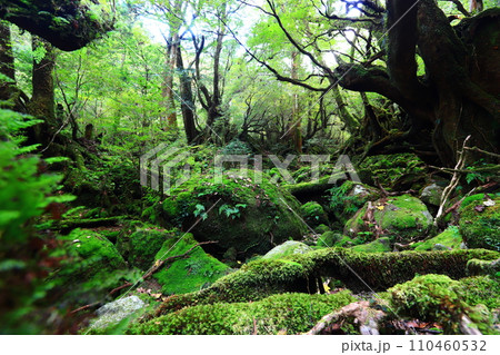 苔むす森 110460532