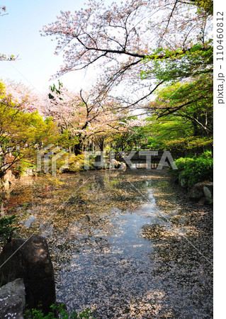 大山緑地の桜 110460812