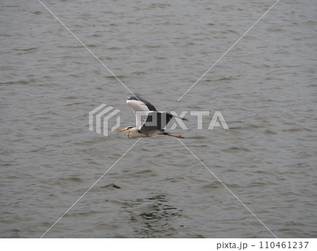 川口市の荒川堤周辺に生息するアオサギ 110461237