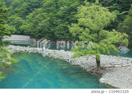 新緑の季節を迎えた寸又川(日本 静岡県榛原郡) 新緑の季節を迎えた寸又川(日本 静岡県榛原郡) 110461320
