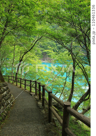新緑の季節、夢の吊り橋につづく寸又峡の林道を歩む(日本 静岡県榛原郡) 新緑の季節、夢の吊り橋につづく寸又峡の林道を歩む(日本 静岡県榛原郡) 110461336